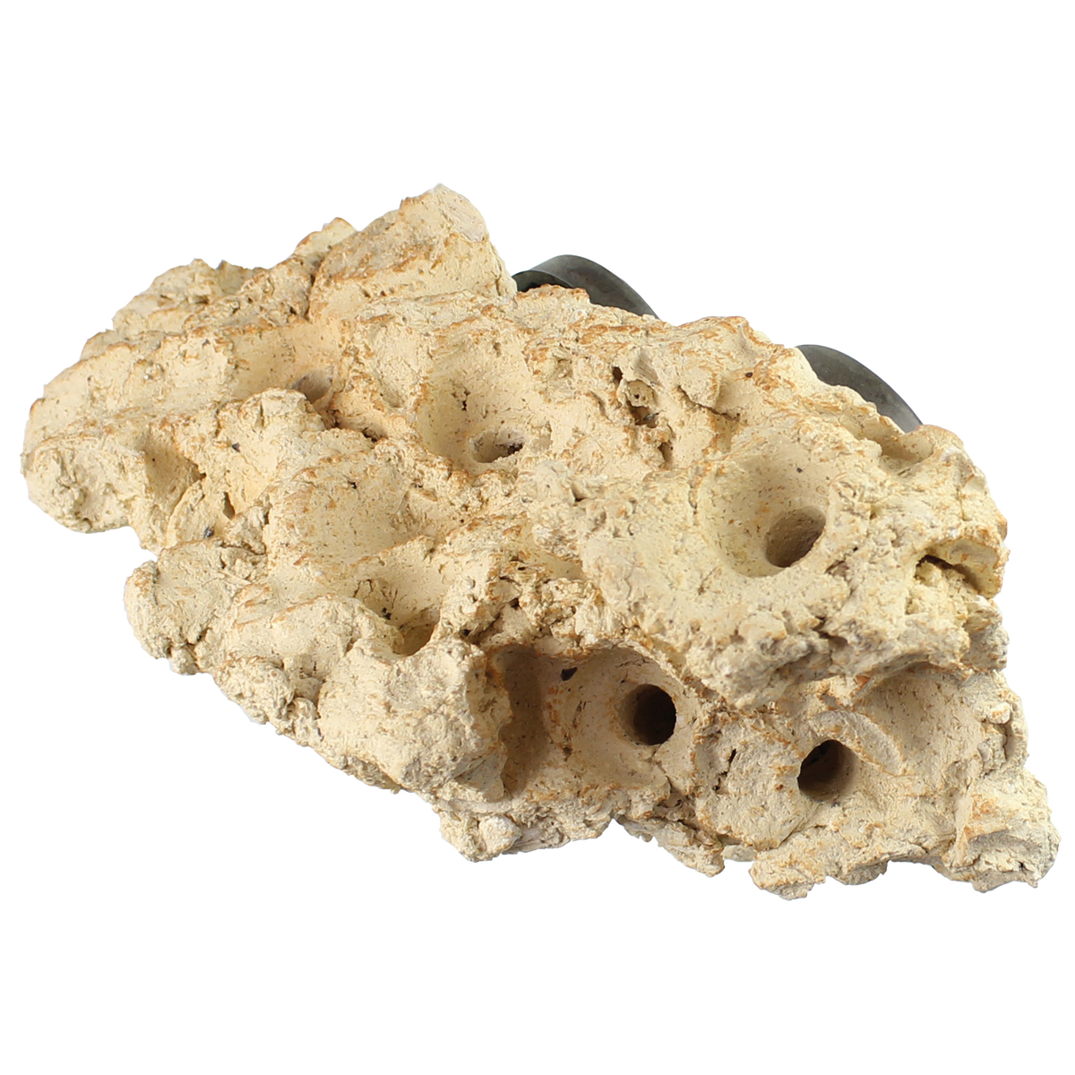 Coral Rack long