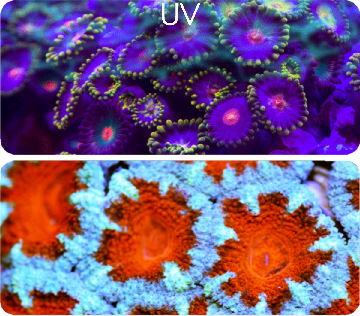 Kessil® blend of UV light