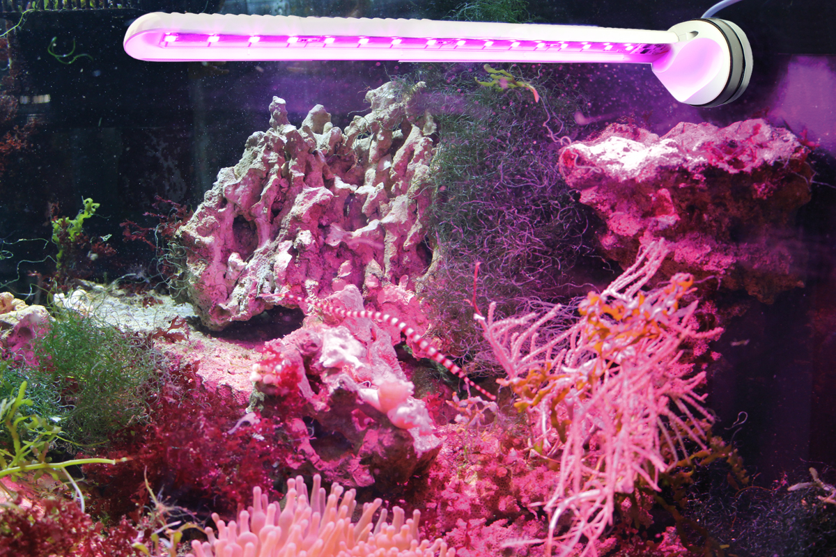LED refugium